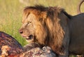 Lion (panthera leo) in savannah Royalty Free Stock Photo