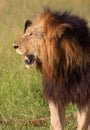 Lion (panthera leo) in savannah Royalty Free Stock Photo