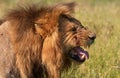 Lion (panthera leo) in savannah Royalty Free Stock Photo