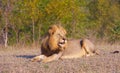 Lion (panthera leo) in savannah Royalty Free Stock Photo