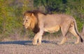 Lion (panthera leo)in savannah Royalty Free Stock Photo