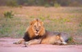 Lion (panthera leo) in savannah Royalty Free Stock Photo