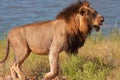 Lion (panthera leo) in savannah Royalty Free Stock Photo