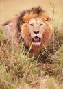 Lion (panthera leo) in savannah Royalty Free Stock Photo