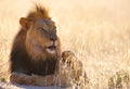 Lion (panthera leo) in savannah Royalty Free Stock Photo