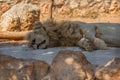 The big lion lies in the sand and sleeps. The Panthera leo is a species in the family Felidae; it is a deep-chested cat with a