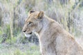 A lion, Panthera leo, is visible up close in a field of tall grass, watching its surroundings intently. In South Africa Royalty Free Stock Photo