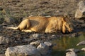 The lion Panthera leo, Young male drinking water from agreen puddle Royalty Free Stock Photo