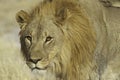 Lion (Panthera Leo) Royalty Free Stock Photo