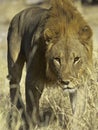 Lion (panthera Leo) Royalty Free Stock Photo