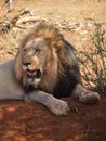 Lion panting
