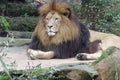 Lion papa sits on his rock, dozes off and secretly watches the area. Huge lion\'s mane with color gradation.