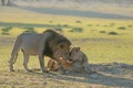 Lion patriarch rubbing faces or kissing with lioness