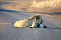 Lion on a paved road Royalty Free Stock Photo