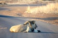 Lion on a paved road Royalty Free Stock Photo