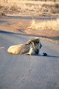 Lion on a paved road Royalty Free Stock Photo