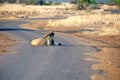 Lion on a paved road Royalty Free Stock Photo