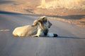 Lion on a paved road Royalty Free Stock Photo