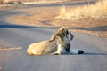 Lion on a paved road Royalty Free Stock Photo