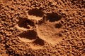 Lion paw imprint
