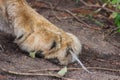 Lion paw with long hair on the ground Royalty Free Stock Photo