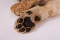 Lion paw. Paw of a lion cub close-up. The king of beasts is resting. Royalty Free Stock Photo