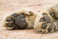 Lion paws