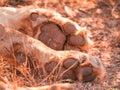 Lion. paws, focus on front foot