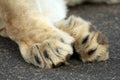 Lion Paws on road