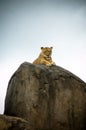 Lion on Peak Staring Down at Camera Royalty Free Stock Photo