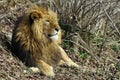 Feline portrait. Powerful male lion Royalty Free Stock Photo