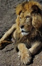 Feline portrait. Powerful male lion