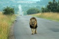 Lion, Pilanesberg