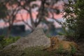 Lion pink sunset. Lion hidden behind the termite mound nest in Okavango delta, Botswana. Safari in Africa. Wildlife scene from Royalty Free Stock Photo