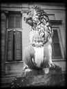 Lion, Pitti Palace, Florence Royalty Free Stock Photo