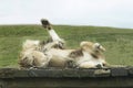 Lion Playfully Rolling Around