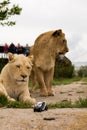 Lion playing with a small model car Renault twizy