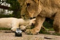 Lion playing with a small model car Renault twizy