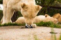 Lion playing with a small model car Renault twizy