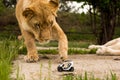 Lion playing with a small model car Renault twizy