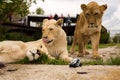 Lion playing with a small model car Renault twizy