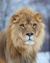 Lion portrait