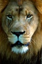 Lion portrait