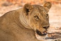 Lion portrait Royalty Free Stock Photo