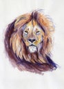Lion portrait. Watercolor illustration. Hand drawn animal on white Royalty Free Stock Photo