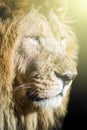 Lion portrait