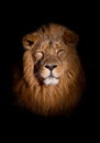 Lion portrait on a black background. Full-face portrait - chic hair. powerful lion male with a chic mane consecrated by the sun Royalty Free Stock Photo