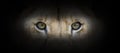 Lion portrait on a black background Royalty Free Stock Photo