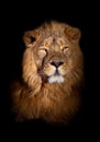 Lion portrait on a black background. looks inquiringly. powerful lion male with a chic mane consecrated by the sun Royalty Free Stock Photo