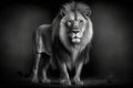 Lion portrait in black and white, wild African animal walks at night, generative AI Royalty Free Stock Photo